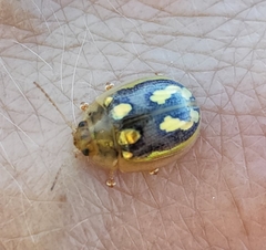 Paropsisterna debilis