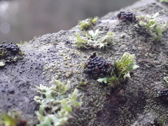 Diaporthe strumella