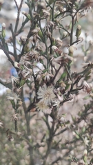 Symphyotrichum subulatum squamatum