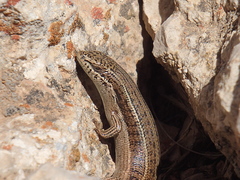 Heremites vittatus