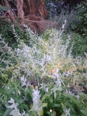 Teucrium fruticans
