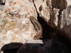 Heremites vittatus