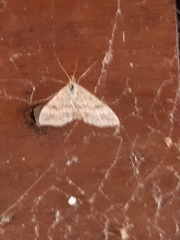 Scopula lydia