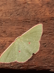 Chlorocoma cadmaria