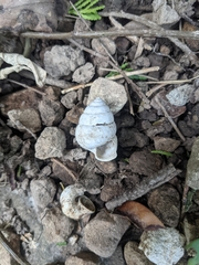 Satsuma sphaeroconus