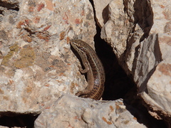 Heremites vittatus