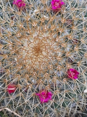 Mammillaria rhodantha