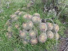 Mammillaria rhodantha