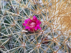 Mammillaria rhodantha