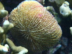 Fungia fungites