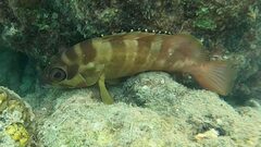 Epinephelus fasciatus