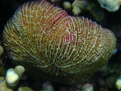 Fungia fungites