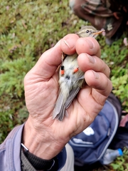 Phylloscopus trochiloides