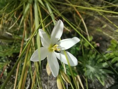 Ixia orientalis
