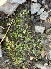 Hygroamblystegium varium