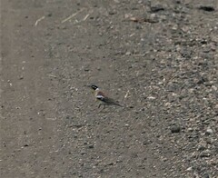 Emberiza flaviventris