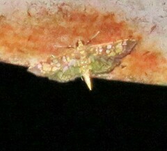 Nomophilini