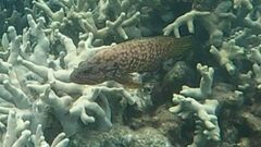 Cephalopholis cyanostigma