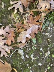 Hygroamblystegium varium