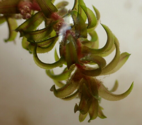 Hydrocharitaceae image