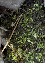 Hygroamblystegium varium