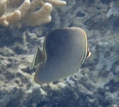Chaetodon baronessa