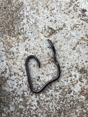 Indotyphlops braminus