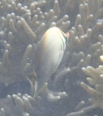Chaetodon baronessa