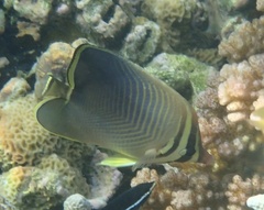 Chaetodon baronessa
