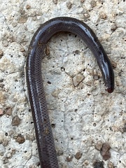 Indotyphlops braminus