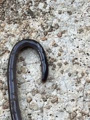 Indotyphlops braminus