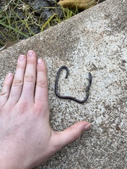 Indotyphlops braminus