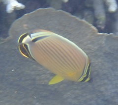 Chaetodon lunulatus