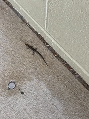 Lampropholis delicata