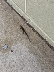 Lampropholis delicata