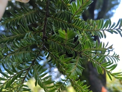 Prumnopitys ferruginea