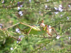 Ephippiger diurnus