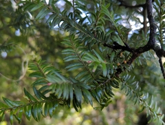 Prumnopitys ferruginea