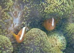 Amphiprion sandaracinos