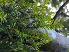 Prumnopitys ferruginea