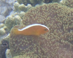 Amphiprion sandaracinos