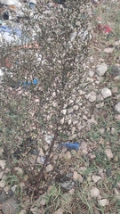 Symphyotrichum subulatum squamatum