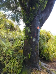 Prumnopitys ferruginea