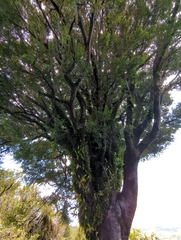 Prumnopitys ferruginea