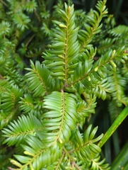 Prumnopitys ferruginea