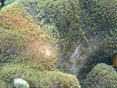 Stichodactyla mertensii