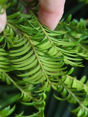 Prumnopitys ferruginea