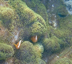 Stichodactyla mertensii