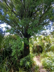 Prumnopitys ferruginea