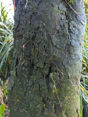 Prumnopitys ferruginea